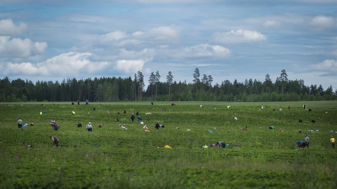يعمل مئات الأشخاص كل يوم في حقول الفراولة في لاهتي بفنلندا